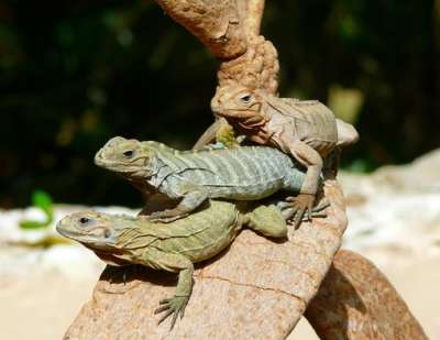 como nace la iguana