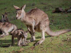 Dónde viven, cómo son y de qué se alimentan los canguros