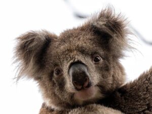 ¿Es tonto o listo el Koala?