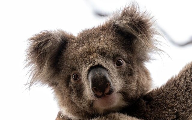 ¿Es tonto o listo el Koala?