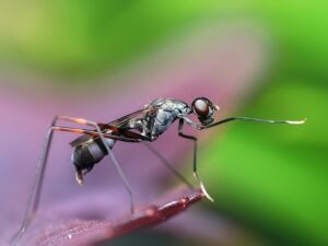 Hormiga - Artrópodo