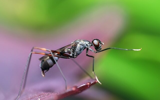 Hormiga - Artrópodo