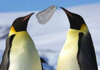 ¿Es tan importante la «perfección» de la piedra que los pingüinos regalan a su pareja?