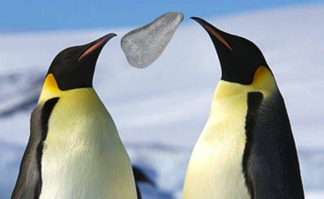 Pingüinos regalando piedra