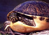 ¿Dónde viven las tortugas? ¿De qué se alimentan?