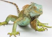 ¿Dónde viven las iguanas?
